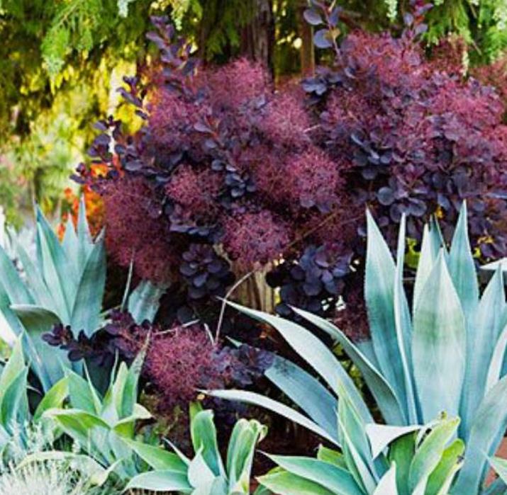 Cotinus coggygria Atropurpurea - Árvore Fumaça Atrorpurpurea, Black Smoke Tree, Purple Smoketree