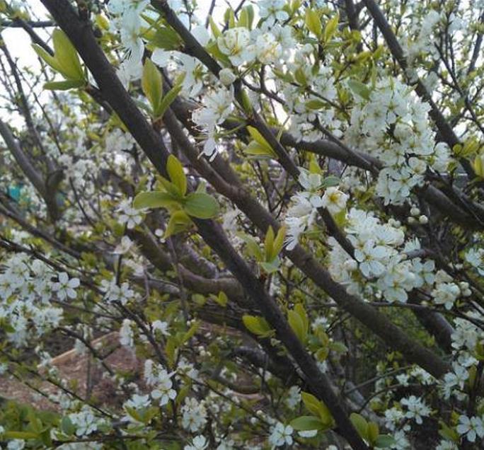 Prunus domestica Subsp. syriaca 'Nancy Red Speckled' - Ameixeira Mel de Lorraine, Ameixa Mirabelle, Mirabelle Plum, Mira