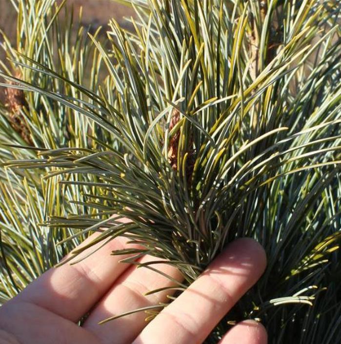 Pinus koraiensis - Pinheiro Coreano, Pinho Coreano, Pinnothin, Pinhole