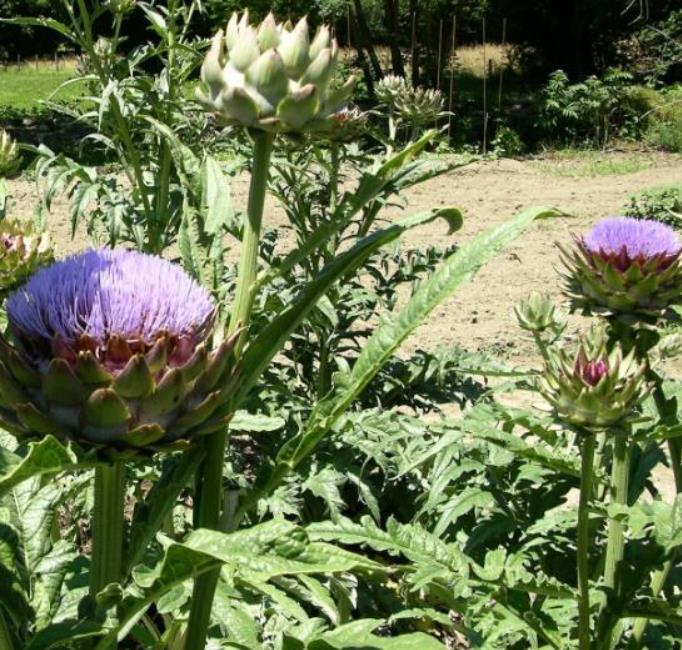 Cynara cardunculus ssp. Scolymus 'Gros Vert de Laon' - Alcachofra Vert de Laon, Alcachofra de Provença