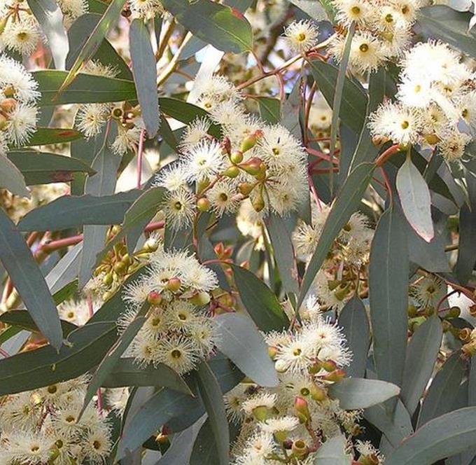 Eucalyptus melliodora - Eucalipto Melífero, Yellow Box
