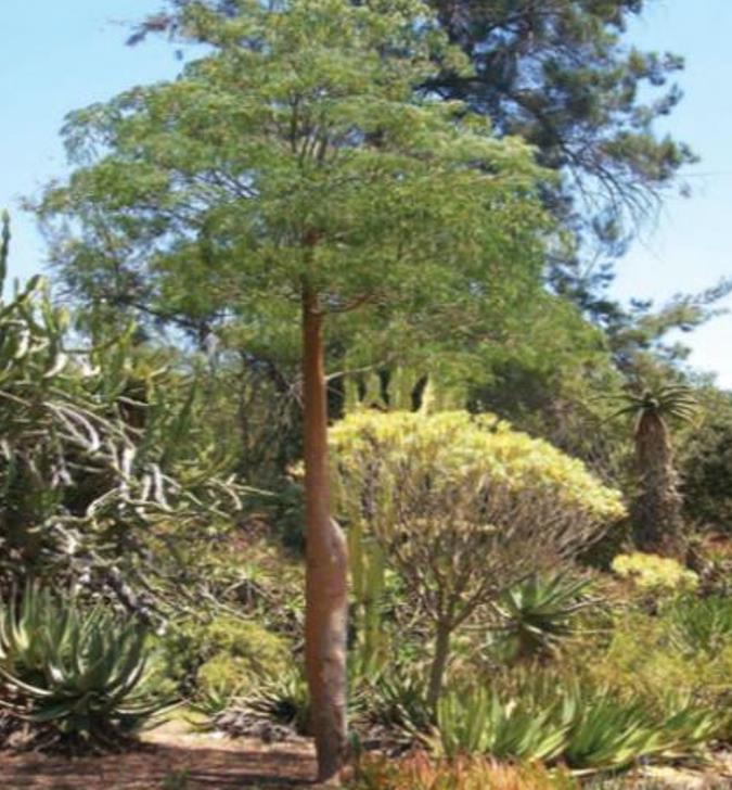 Delonix decaryi - Flamboyant Garrafa, Decary's Poinciana, Poinciana adansonioides Decaryi