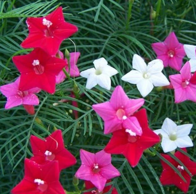 Ipomoea quamoclit Feathers (Pennata) - Mix (branca, rosa e vermelha) - Trepadeira cipreste, Videira cipreste Glória da m