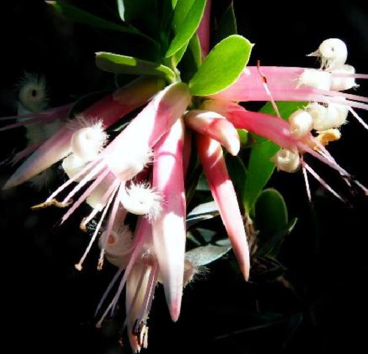 Styphelia triflora - Rosa Cinco Cantos, Five Corners Rose