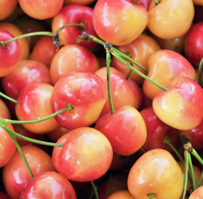 Prunus avium 'Bing' + Prunus avium 'Rainier' - Cereja Doce, Cereja de Natal