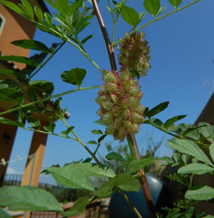 Glycyrrhiza glabra - Alcaçuz, Liquorice, Licorice, Raiz doce, Regaliz