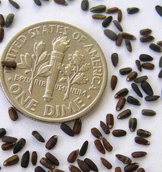 Hyssopus officinalis Roseus - Erva Sagrada, Néctar de Rosas, Hyssopo Rosa, Hissopo, Hissopo