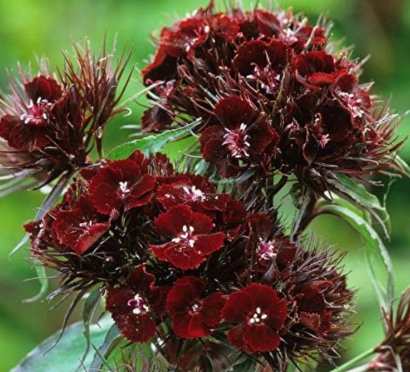 Dianthus barbatus Oeschberg - Flor Divina Oeschberg, Cravo Barbudo, Rosa Oeschberg, Cravina Oeschberg