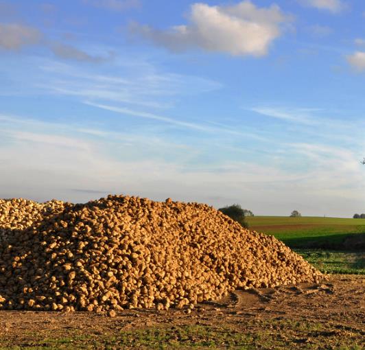 Beta Vulgaris Var. Saccharifera - Beterraba açucareira, beterraba sacarina, sugar beet, betterave