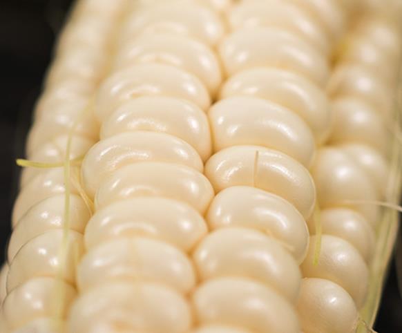 Zea mays Art Verell's (C.O) - Milho Doce Art Verell's