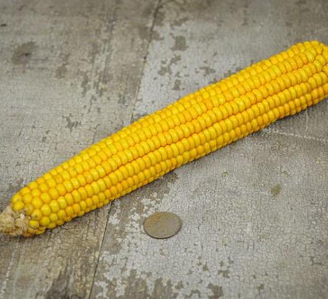 Zea mays Paraguayan Chipa (C.O) - Milho Chipa Paraguaio (C.O)