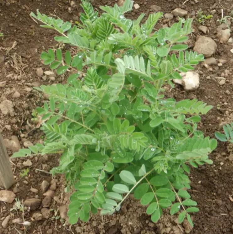 Astragalus membranaceus (Astragalus propinquus) - Erva da Longevidade, Astrágalo, Huang chi, Chinese milk-vetch