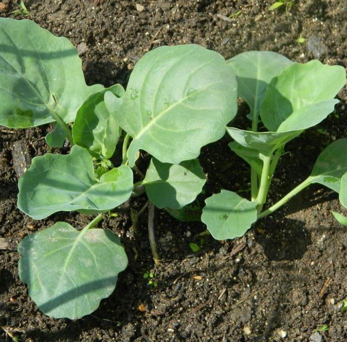 Brassica oleracea Kailaan (Gai Lan) - Couve Chinesa, Brócolis Chinês Kailaan (Gai Lan)