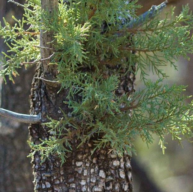 Juniperus deppeana Pachyphloea (Juniperus pachyphloea) - Zimbro do Jararé, Junípero Alligator, Alligator Juniper, Sweet-