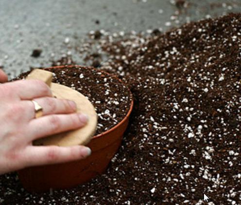 Ipomoea tricolor Pearly gates - Trepadeira Glória da manhã Portões de pérolas, Corda de viola, Campainha, Corrio