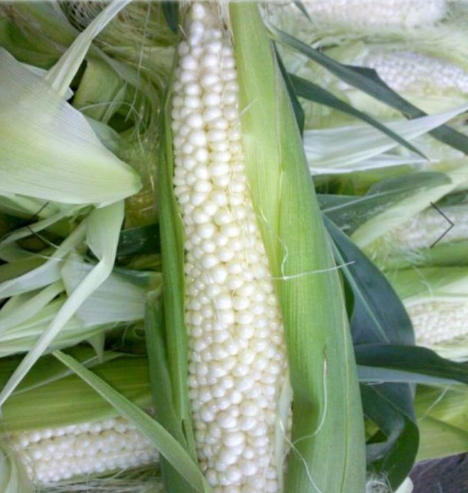 Zea mays Country Gentleman (C.O) - Milho Doce Country Gentleman, Milho Doce Shoepeg