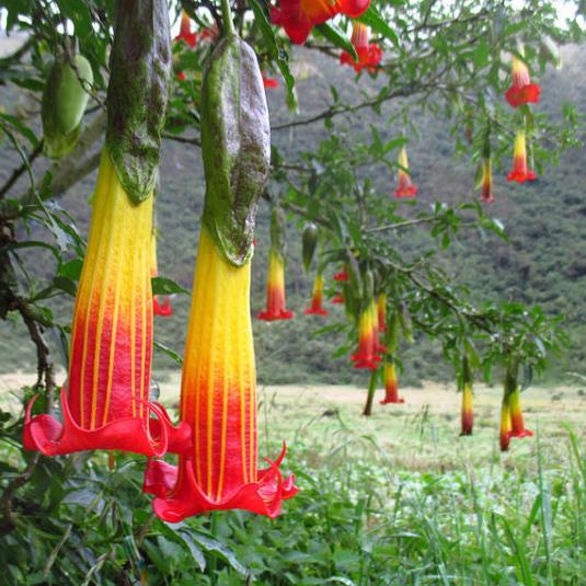 Brugmansia Sanguinea - Brugmansia vermelha, árvore datura vermelha, árvore trombeta de anjo