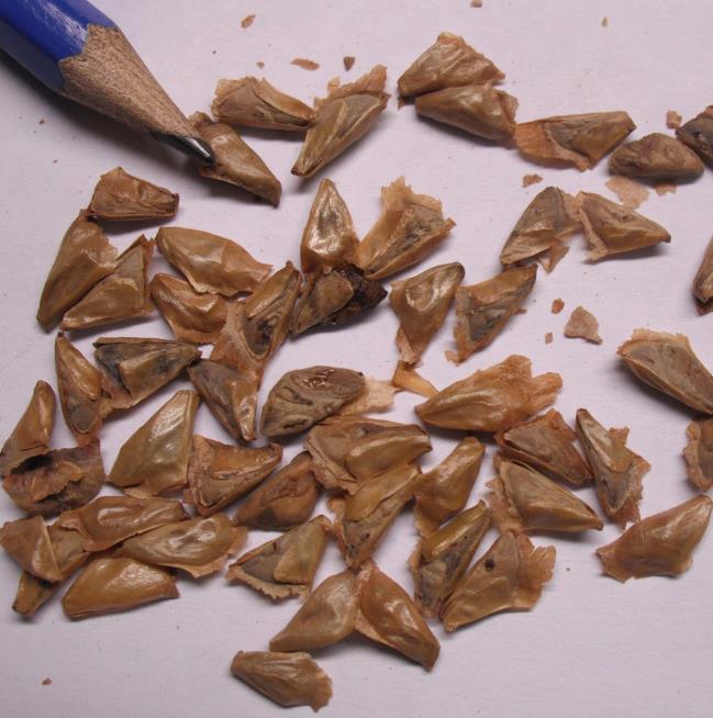 Abies grandis Inland (Picea Grandis, Pinus Grandis) - Abeto Gigante, Pinheiro gigante, Abeto Branco de Planície, Abeto d