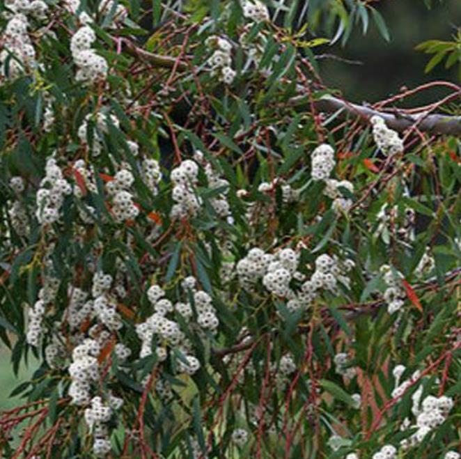 Eucalyptus aggregata - Eucalipto Goma Preta, Black Gum Eucalyptus