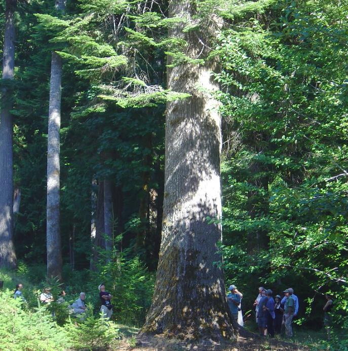Abies grandis Inland (Picea Grandis, Pinus Grandis) - Abeto Gigante, Pinheiro gigante, Abeto Branco de Planície, Abeto d