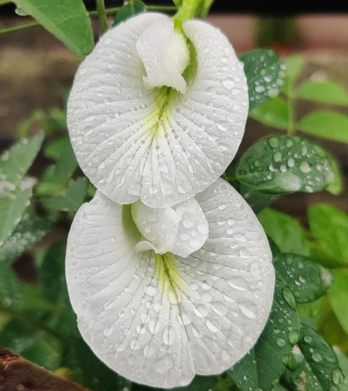 Clitoria ternatea Albiflora - Ervilha Borboleta Branca, Flor de Fada Branca, Flor de Concha, Rainha Branca, Po