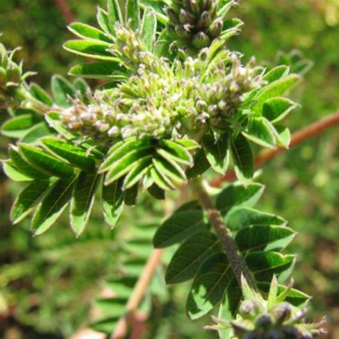 Astragalus membranaceus (Astragalus propinquus) - Erva da Longevidade, Astrágalo, Huang chi, Chinese milk-vetch