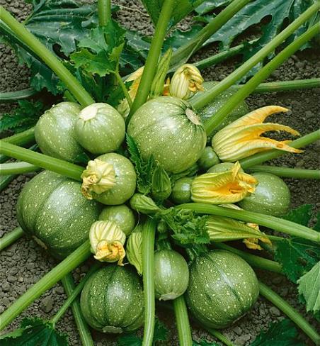 Cucurbita Pepo De Nice (Certificação Orgânica) - Abobrinha Redonda Francesa, Abobrina De Nice, Guloseima Recheada