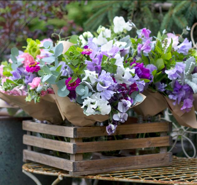 Lathyrus odoratus 'Ripple Mixed' - Ervilha Doce Ripple 'Seleção Premium', Ervilha Doce 'Super Perfumada' Mix