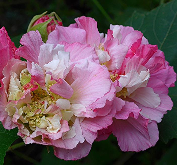 Hibiscus mutabilis - Rosa Confederada, Rosa Louca, Mimo de Vênus, Dixie Rosemalow