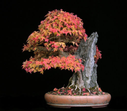Acer buergeranum -  Maple Tridente, Maple
