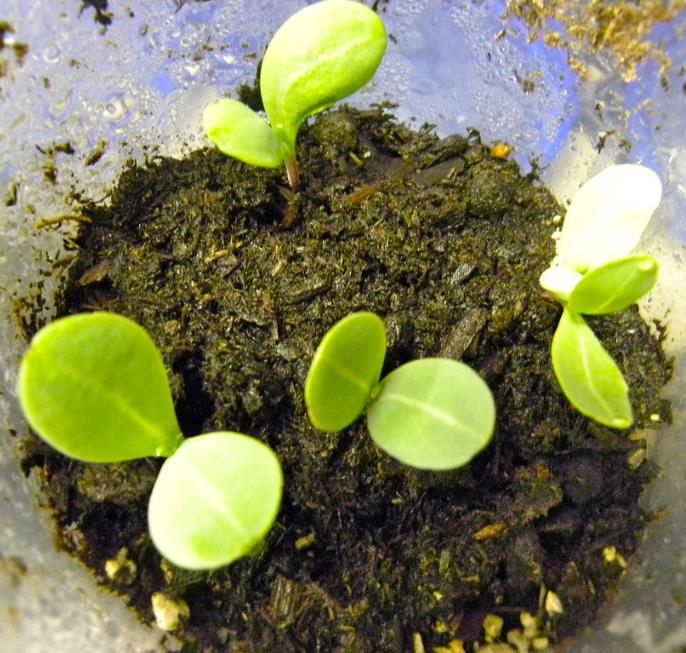 Cerinthe major 'Purpurascens' - Orgulho de Gibraltar, Blue Honeywort, Pride of Gibraltar, Flor de Cera Púrpura
