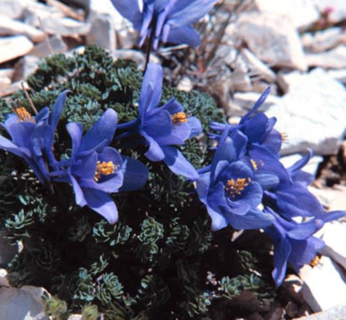 Aquilegia jonessi x Aquilegia saximontana - Aquilegia Diamante Azul, Rosa Columbina Diamante Azul