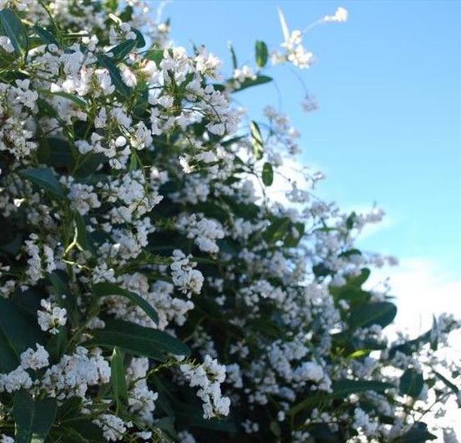Hardenbergia violacea Alba - Trepadeira Andarilho Branco, Wisteria Branca Australiana, Salsaparilha Selvagem