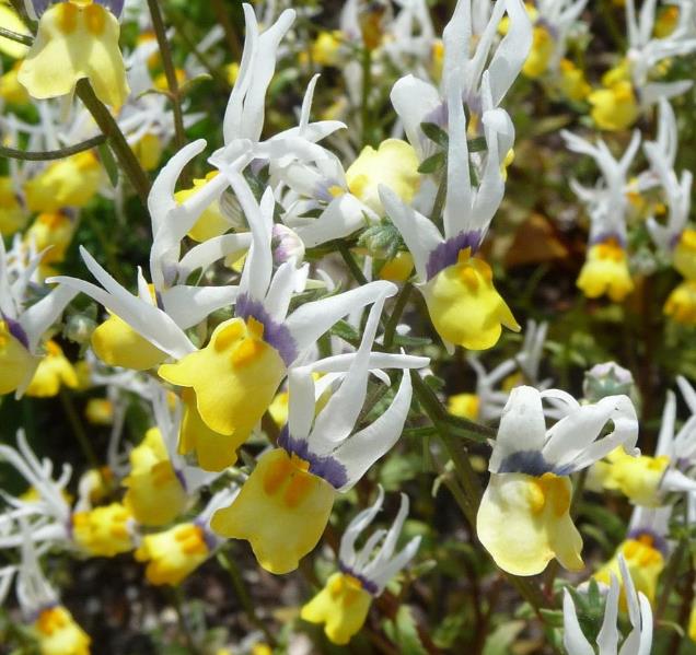 Nemesia cheiranthus Mascarade - Arlequim mascarado, Jóia do cabo mascarado, Nemésia mascarada, Baile de máscaras