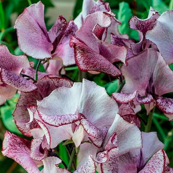 Lathyrus odoratus 'Ripple Wiltshire' - Ervilha Doce Aromática Ripple Wiltshire, Ervilha Doce Perfumada de Spencer 'Wilt