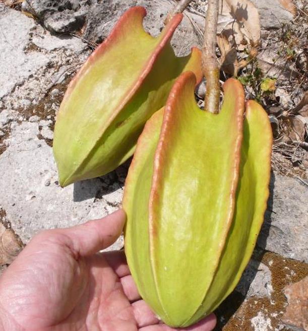 Jacaratia mexicana 'Maroon' - Nome comum: Jacaratia Mexicana, Mamão Papaya Mexicano, Jacarácia, Mamão B