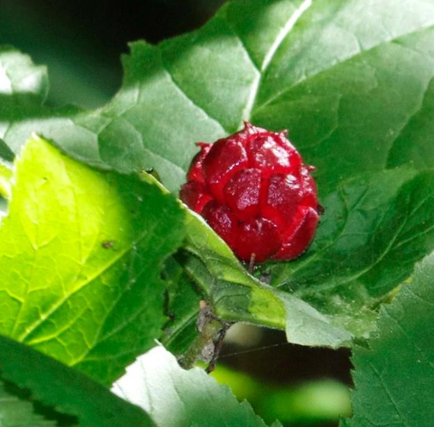 Hydrastis canadensis - Raiz dourada, Raiz de ouro, Goldenseal
