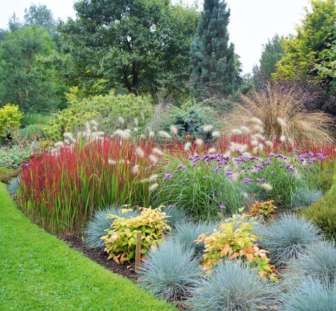 Imperata cylindrica 'Red Baron' - Grama Sangue Japonês, Japanese Bloodgrass