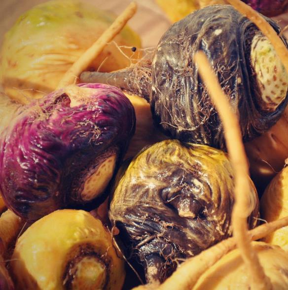 Lepidium meyenii - Maca Peruana, Ginseng dos Andes, Viagra dos Incas