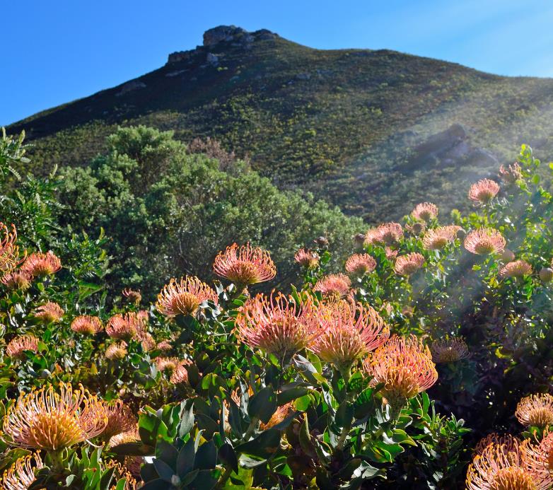 Leucospermum cordifolium - Protea Alfineteiro Ornamental, Almofada de Alfinetes, Pincushion