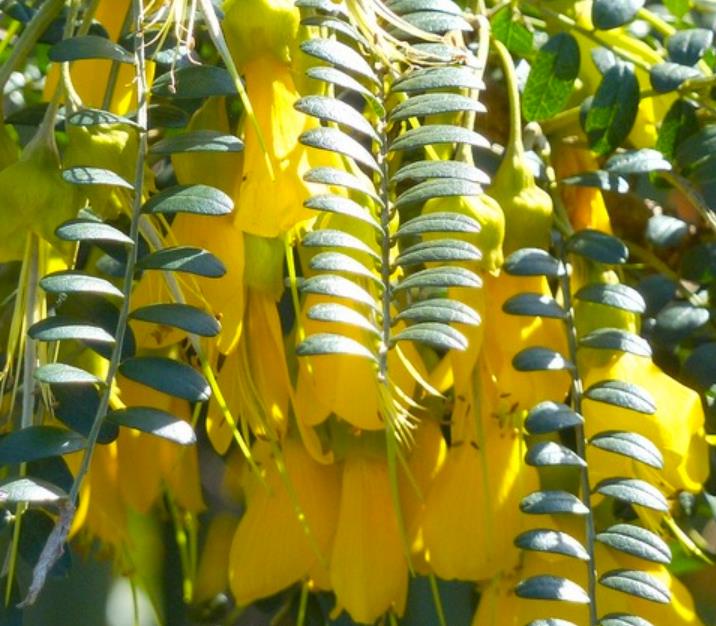 Sophora tetraptera - Kowhai, Árvore Laburnum da Nova Zelândia