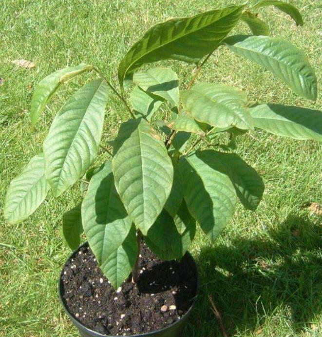 Assimina triloba - Paw Paw, Pawpaw, Manjar de Baunilha