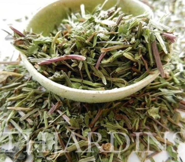 Centella asiatica - Centelha Asiática, Gotu kola, Brahmi