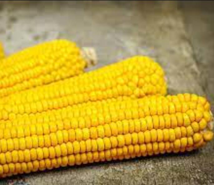 Zea mays Paraguayan Chipa (C.O) - Milho Chipa Paraguaio (C.O)