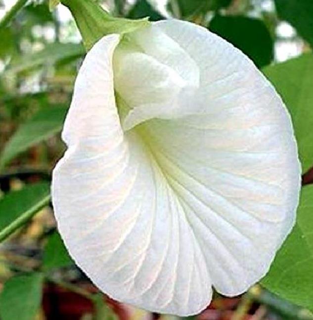 Clitoria ternatea Albiflora - Ervilha Borboleta Branca, Flor de Fada Branca, Flor de Concha, Rainha Branca, Po