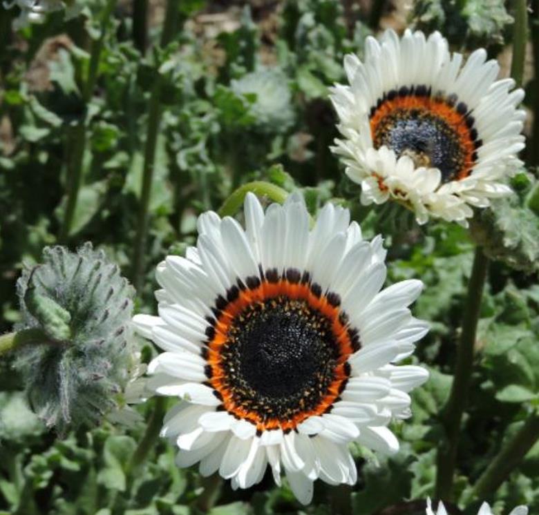 Arctotis fastuosa Alba Zulu Prince (Venidium fastuosum Alba) - Margarida Príncipe Zulu, Margarida Africana dos Olhos Neg
