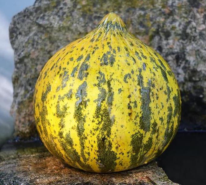 Cucumis melo Alacati (Certificação Orgânica) - Melão Alacati, Melão Turco Alacati