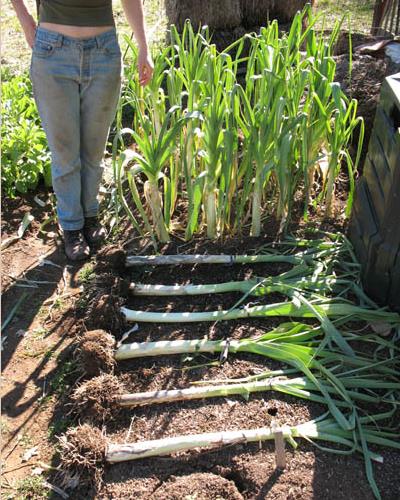 Allium ampeloprasum Porrum Geant De Suisse - Alho Poró gigante da Suíça, Alho-Poró gigante Suíço verão precoce, Alho Por