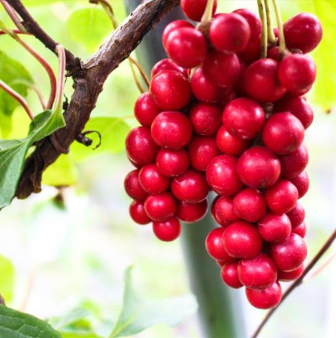 Schisandra chinensis - Cereja dos 5 Sabores (Wu-Wei-Zi), Magnolia Berry, Limonnik, Uva Vermelha