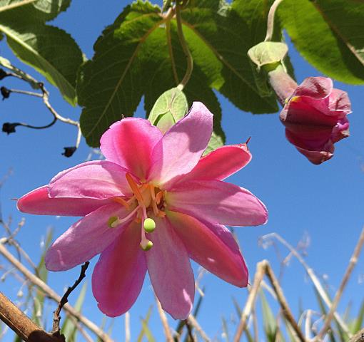 Passiflora Tripartita var. Azuayensis - Maracujá manga, maracujá, banana passionfruit, mango passionfruit
